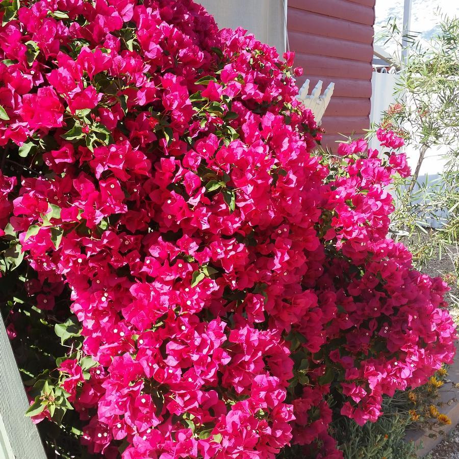 Sonja'S Bed And Breakfast Lightning Ridge Bagian luar foto
